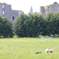 C.J.C Irlande 2019 004E Roscommon Lamb Festival Concours Chiens de Bergers